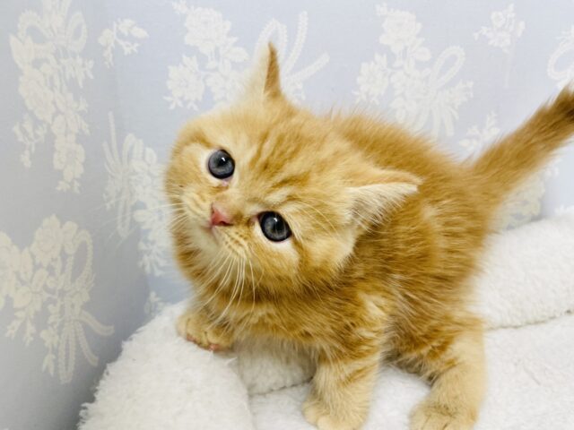 スコティッシュフォールド