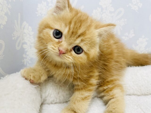 スコティッシュフォールド