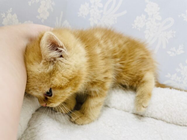 スコティッシュフォールド