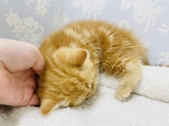 スコティッシュフォールド