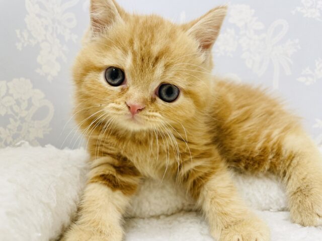 スコティッシュフォールド