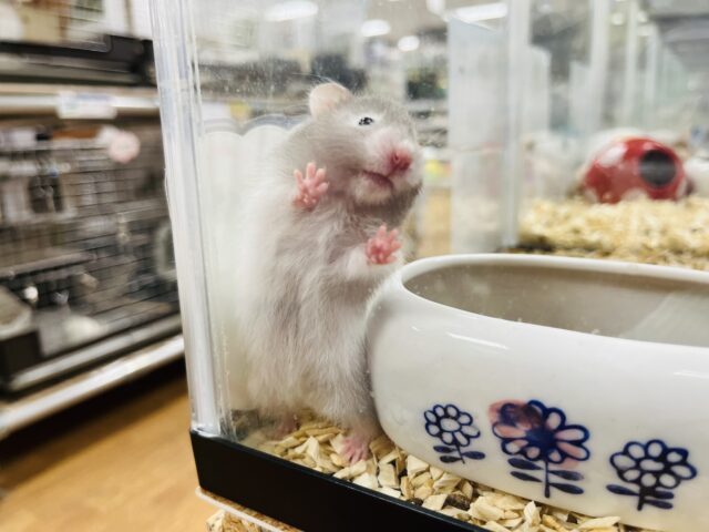 ゴールデンハムスター