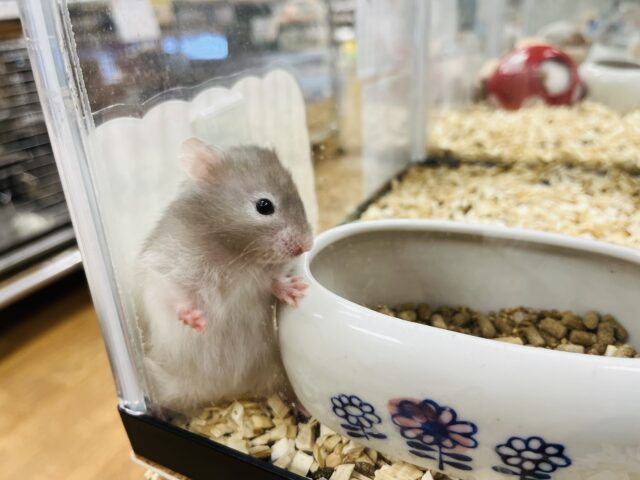 ゴールデンハムスター