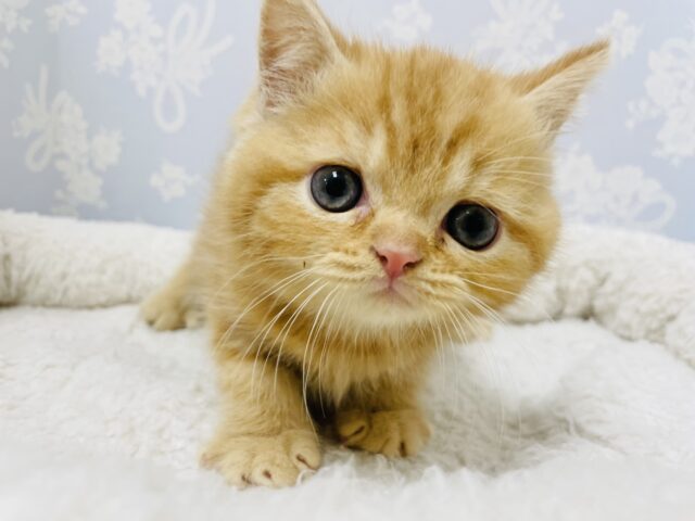 スコティッシュフォールド