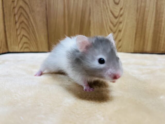 ゴールデンハムスター