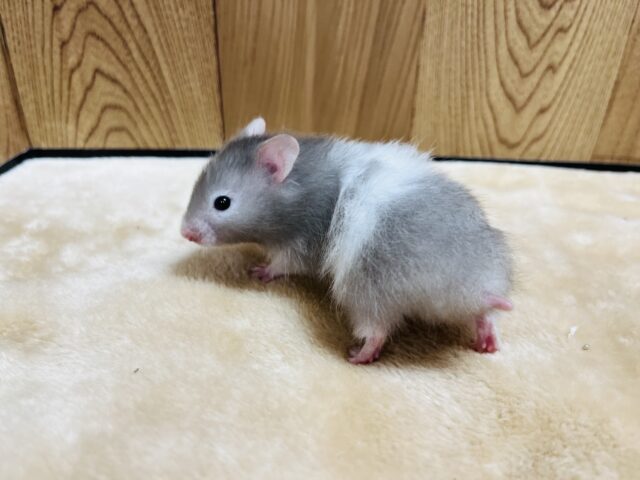 ゴールデンハムスター