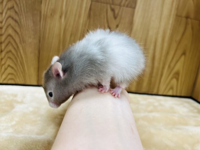 ゴールデンハムスター