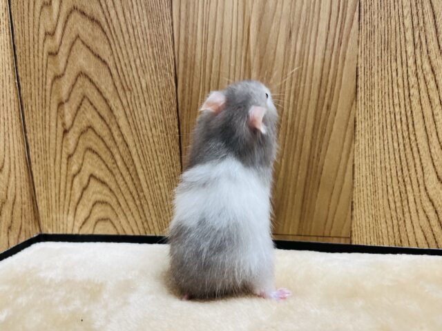 ゴールデンハムスター