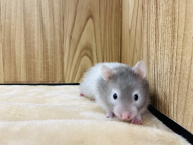 ゴールデンハムスター