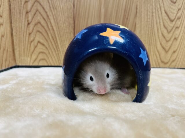 ゴールデンハムスター