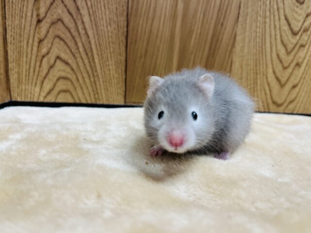 ゴールデンハムスター