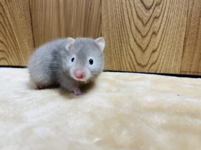 ゴールデンハムスター