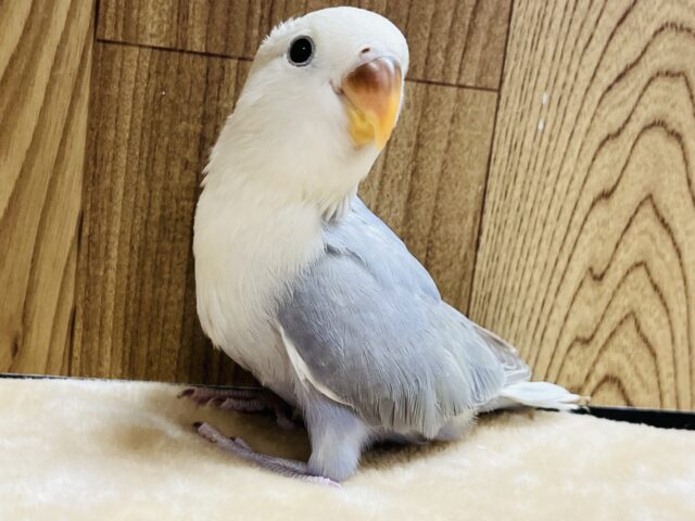 コザクラインコ（小桜インコ）
