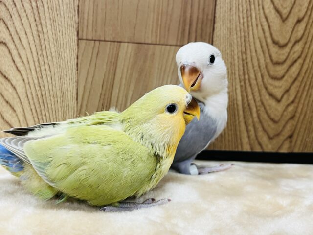 コザクラインコ（小桜インコ）