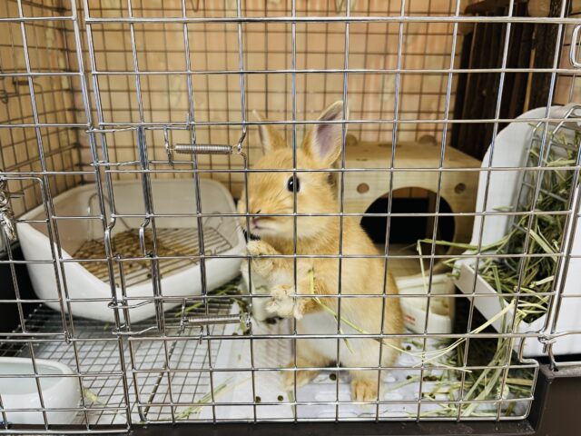 ネザーランドドワーフ