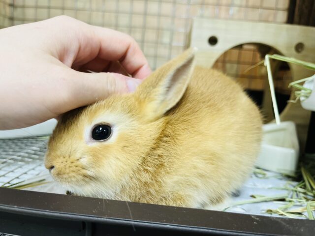 ネザーランドドワーフ