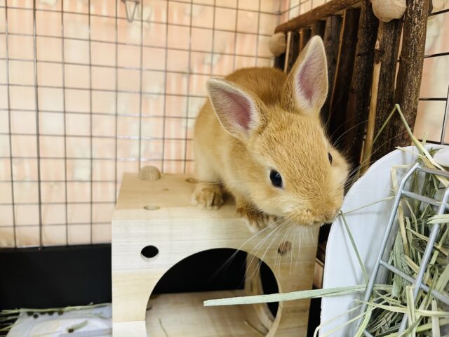 ネザーランドドワーフ