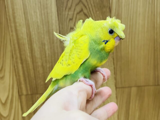 羽衣セキセイインコ