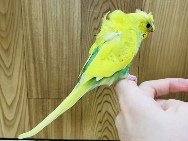 羽衣セキセイインコ