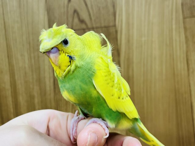 羽衣セキセイインコ