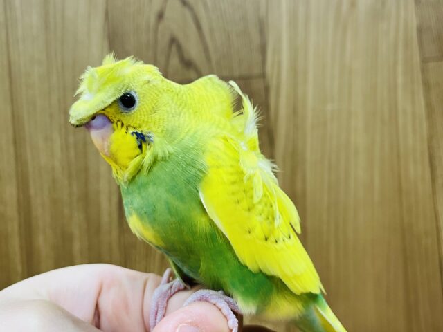 羽衣セキセイインコ