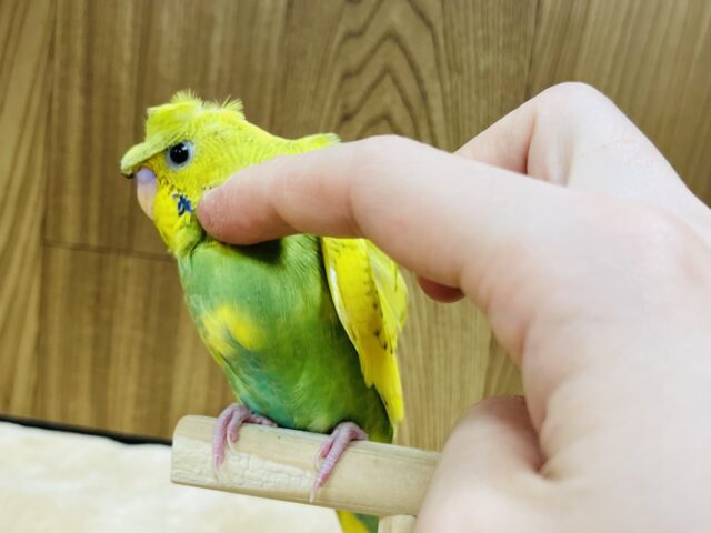 羽衣セキセイインコ