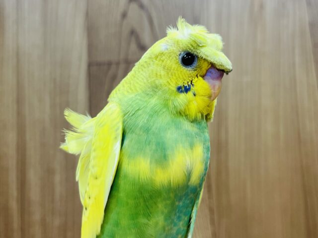 羽衣セキセイインコ