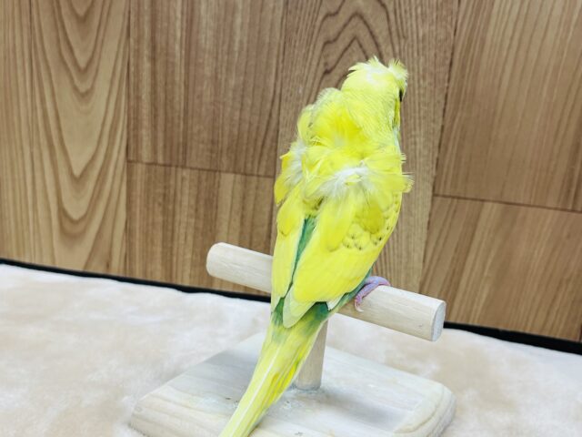 羽衣セキセイインコ