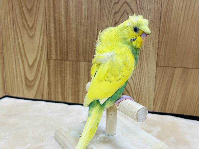 羽衣セキセイインコ