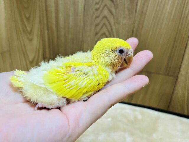 コザクラインコ（小桜インコ）