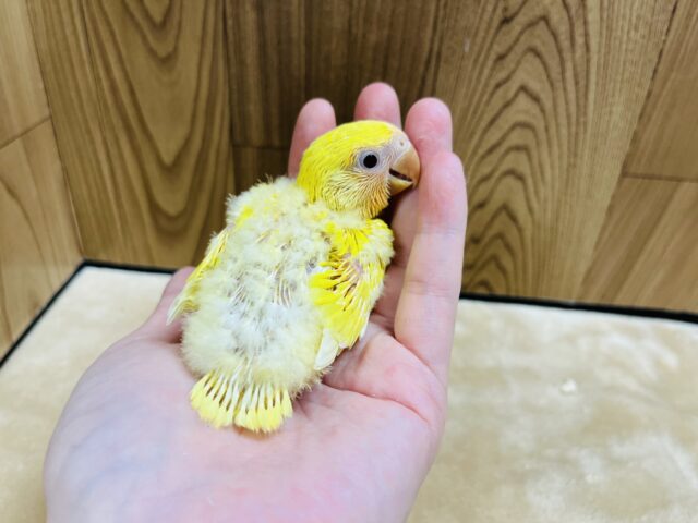 コザクラインコ（小桜インコ）