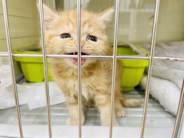 スコティッシュフォールド