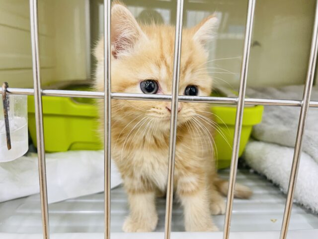 スコティッシュフォールド