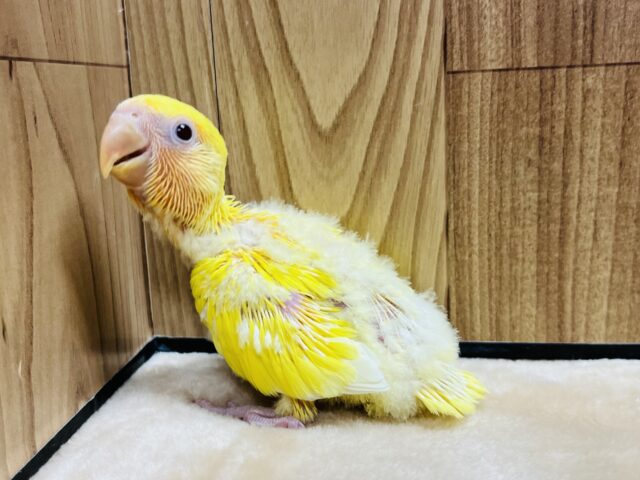 コザクラインコ（小桜インコ）