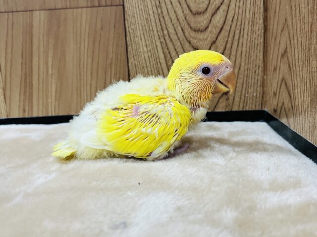コザクラインコ（小桜インコ）