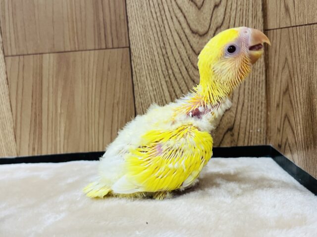 コザクラインコ（小桜インコ）