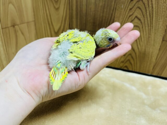セキセイインコ