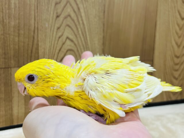 サザナミインコ
