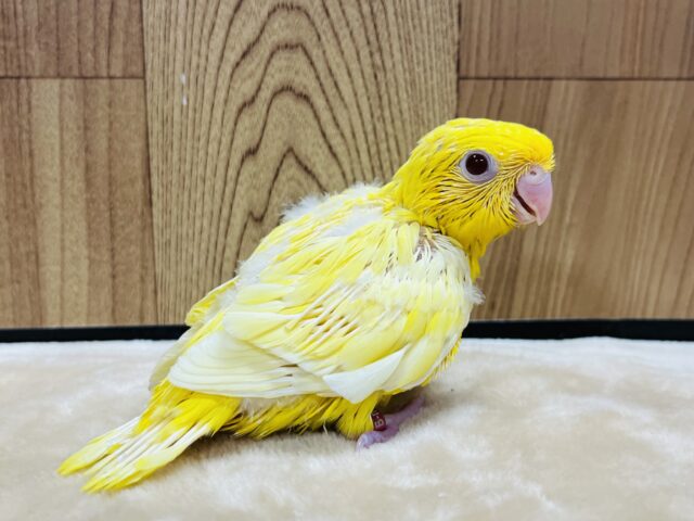 サザナミインコ
