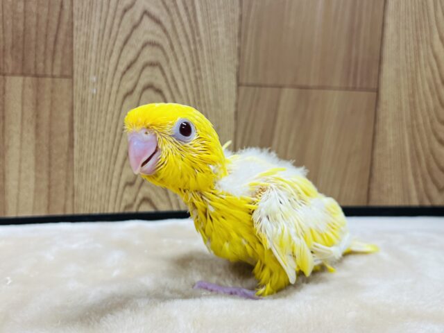 サザナミインコ