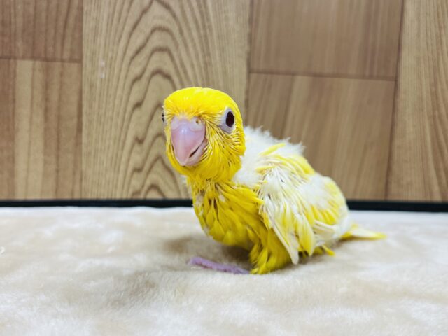 サザナミインコ