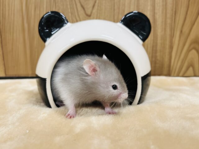 ゴールデンハムスター