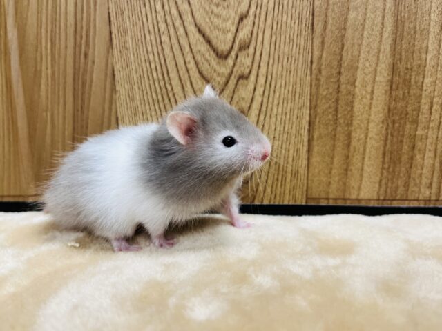 ゴールデンハムスター