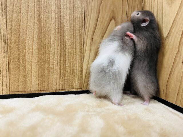 ゴールデンハムスター