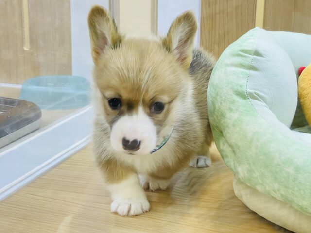 ウェルシュコーギー・ペンブローグ