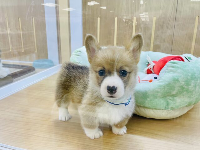 ウェルシュコーギー・ペンブローグ