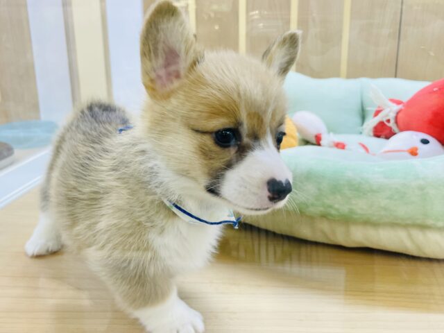 ウェルシュコーギー・ペンブローグ