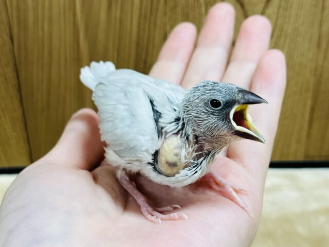 シルバー文鳥