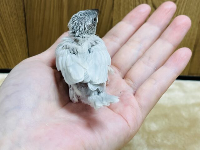 シルバー文鳥