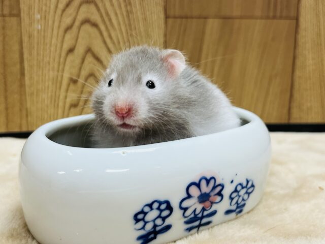 ゴールデンハムスター